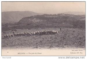 ALGERIE.MILIANA.VUE PRISE DU ZACCAR BERGERS ET TROUPEAU DE MOUTONS