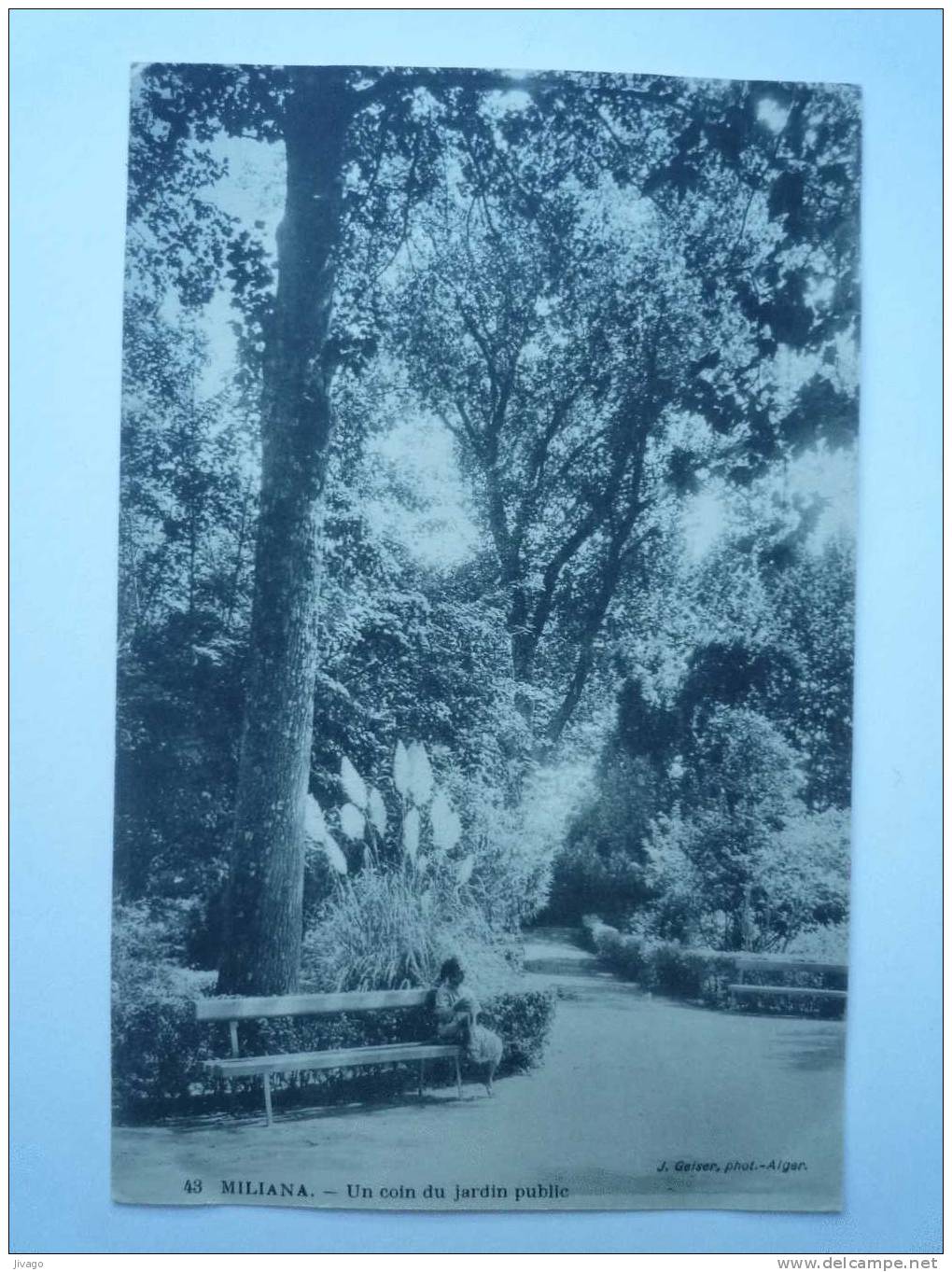 MILIANA    Un coin du jardin public