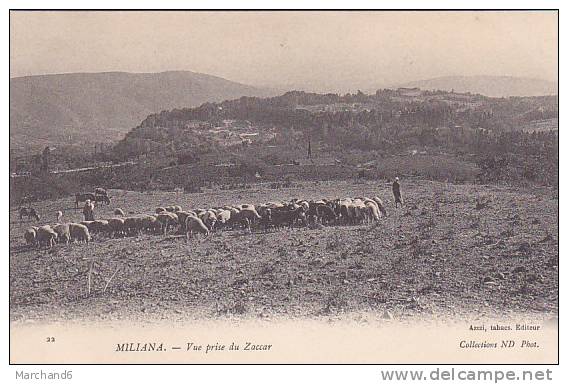ALGERIE.MILIANA.VUE PRISE DU ZACCAR BERGERS ET TROUPEAU DE MOUTONS