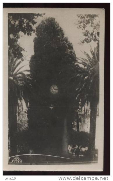 ALGERIE..MILIANA....COLLE GE MODERNE DE GARCONS...CARTE PHOTO.....NON... ECRITE........‹(•¿•)›