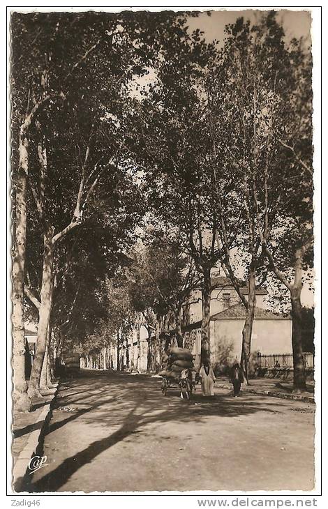 16 - DJIDJELLI - LES ECOLES ET LA RUE GADAIGNE - CPSM PETIT FORMAT