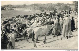 ALGERIE(MASCARA) MARCHE AUX CHEVAUX