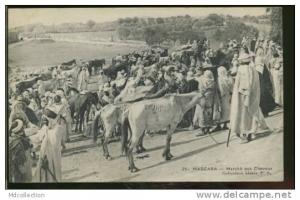 ALGERIE MASCARA  /  Marché aux chevaux