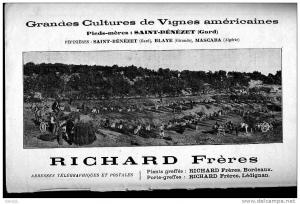Pub de 1904 - Viticulture - RICHARD FRERES - St Benezet (Gard) Blaye (Gironde) Mascara (Algérie) - 2 -