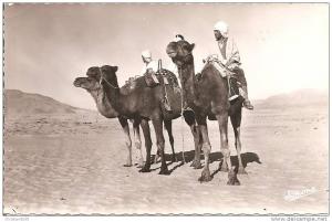 BOU-SAADA (ALGERIE) Cité du Bonheur - Chameliers dans le Désert  CPSM