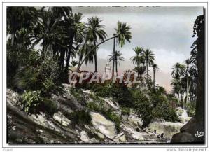 CPA Bou Saada Cite du Bonheur Les Jardins