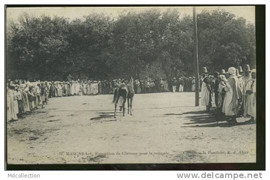 ALGERIE MASCARA  /  Exposition de chevaux pour la remonte