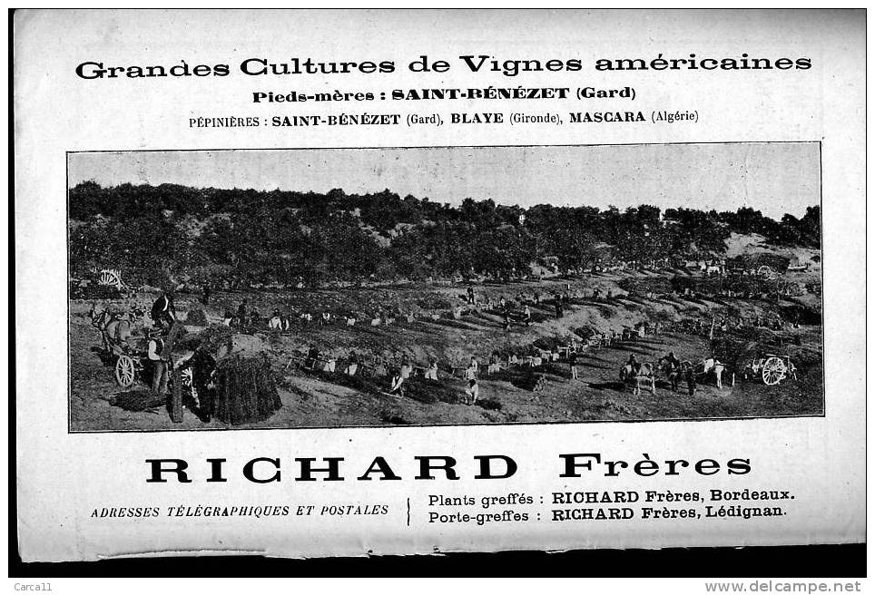 Pub de 1904 - Viticulture - RICHARD FRERES - St Benezet (Gard) Blaye (Gironde) Mascara (Algérie) - 1 -