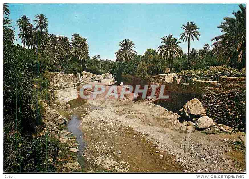 CPM Bou Saada L'Oued et la Palmoraie