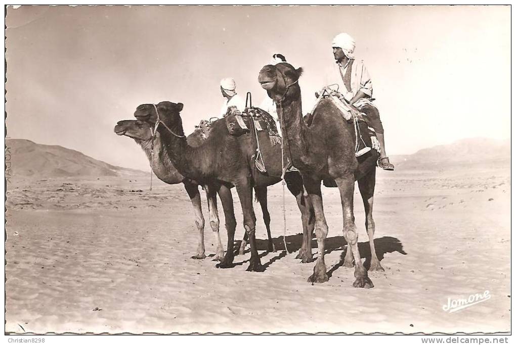 BOU-SAADA (ALGERIE) Cité du Bonheur - Chameliers dans le Désert  CPSM