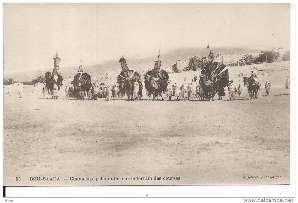 ALGERIE - BOU SAADA - Chameaux palanquins sur le terrain des courses