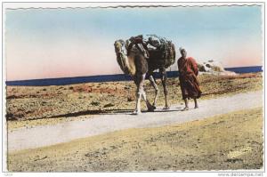 CPSM ALGERIE / BOU SAADA Chamelier sur la Piste