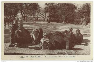 34Ch   Algerie Bou Saada  chameaux attendant les touristes (vue pas courante)