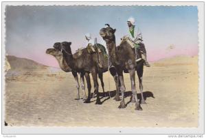 CPSM photo - Algérie - BOU-SAADA -  Cité du Bonheur  Chameliers dans le désert