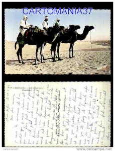 afrique-1639      algerie bou saada chameaux