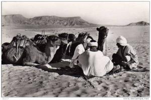 Carte Postale  1957 BOU SAADA Cité du Bonheur Chameliers au repos CHAMEAU  ALGERIE  EDIT JOMONE ALGER  SAHARA
