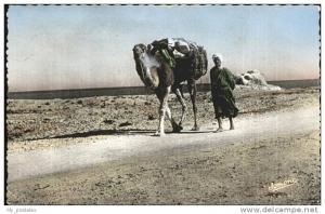 pw35887 Kamele Bou Saada Alger Kat. Tiere