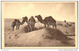 dd44807 Kamele Bou Saada Chameaux   Kat. Tiere