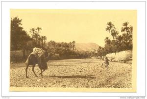 ALGERIA BOU SAADA 47829 POSTCARD DANS L'OUED CAMEL LADY SHADOW LANDSCAPE TREE