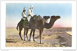 cp, Algérie, Bou-Saada, Chameliers dans le Désert