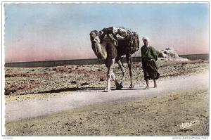 BOU SAADA - Chamelier sur la piste