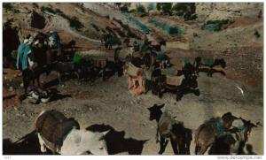 CPSM  -    Algérie  -  BOU-SAADA  - Les Aniers -   (Anes)