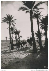 BOU-SAADA - Dans les Palmiers