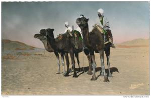 AFRIQUE - ALGERIE - BOU SAADA - Chameliers dans le désert