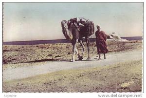 ALGERIE - cpsm  BOU  SAADA - chamelier sur la piste - jomone à alger - d1 478