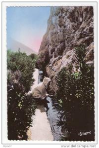 CPSM   BOU-SAADA (algérie)     Canaux d'irrigation (N°227) en 1957.     (6456)