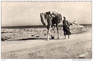 ALGERIE  BOU-SAADA    Cité du Bohneur   Chamelier sur la Piste ...... ( Ref FA886 )