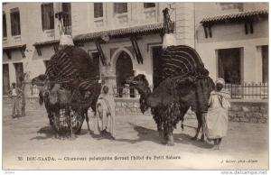ALGERIE  - BOU-SAADA. -- Chameaux palanquins devant l' hôtel du petit Sahara.