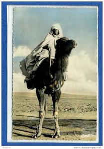 11 bou saada   cité du bonheur  51 type de chamelier