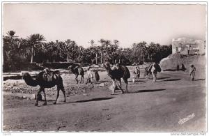 9 - BOU SAADA - L'Arrivée d'une Caravane