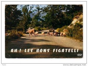 cochon,cp parti de ouenza corse du sud,cp humoristique, ah les bons figatelli,humour,animaux, bébé
