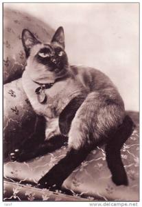 Gatto  siamese con medaglietta al collo su poltrona