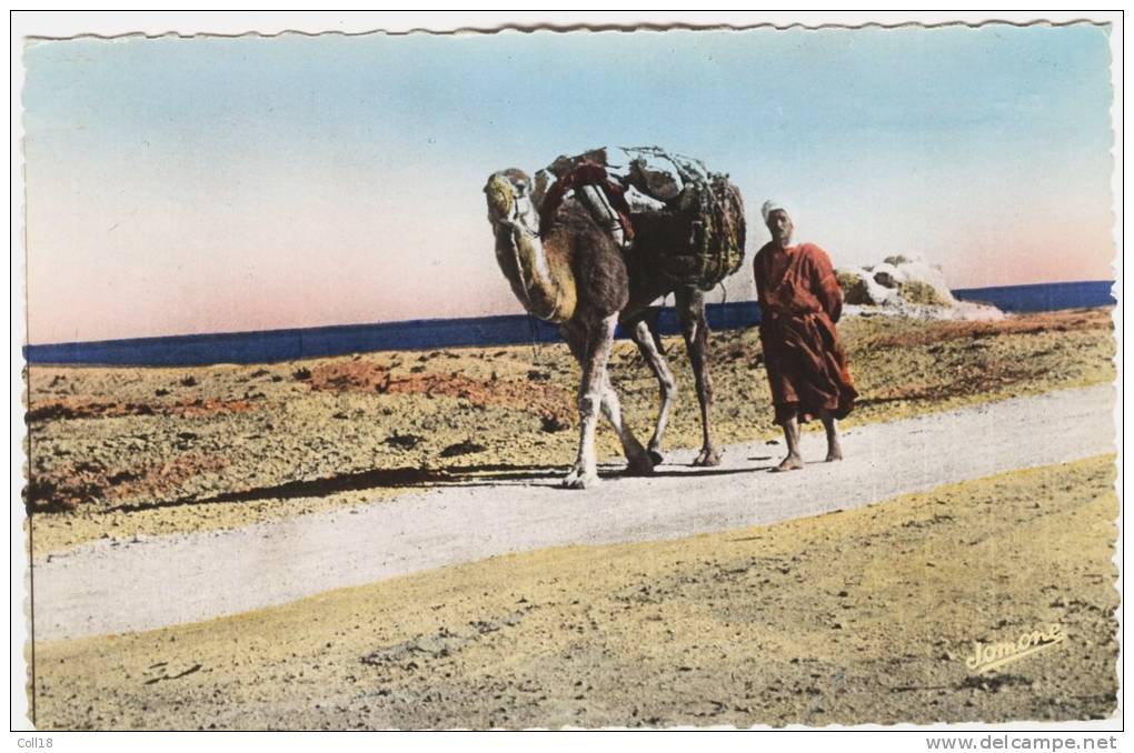 CPSM ALGERIE / BOU SAADA Chamelier sur la Piste