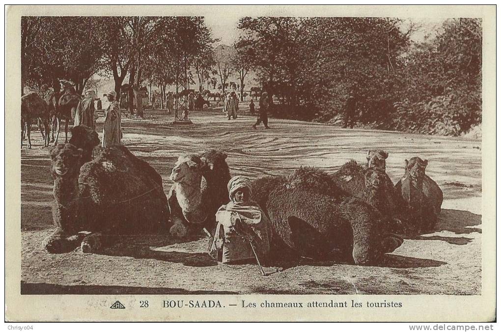 34Ch   Algerie Bou Saada  chameaux attendant les touristes (vue pas courante)