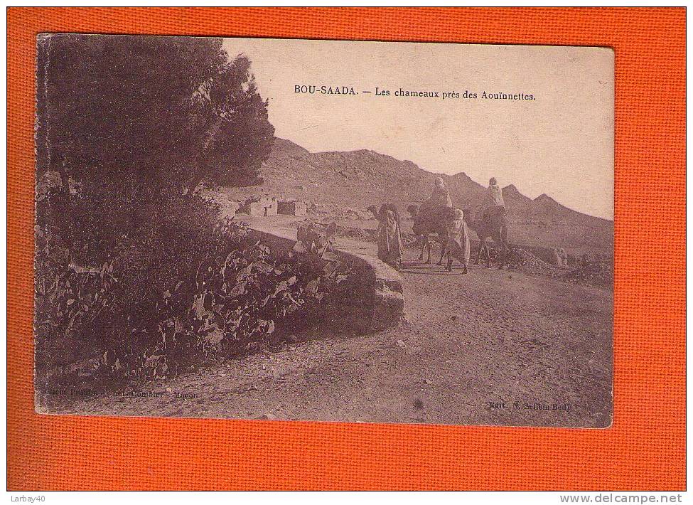 1 cpa bou saada les chameaux pres des aouinnettes