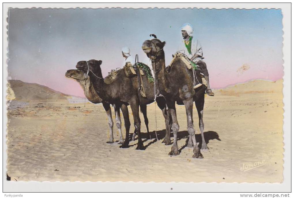 CPSM photo - Algérie - BOU-SAADA - 