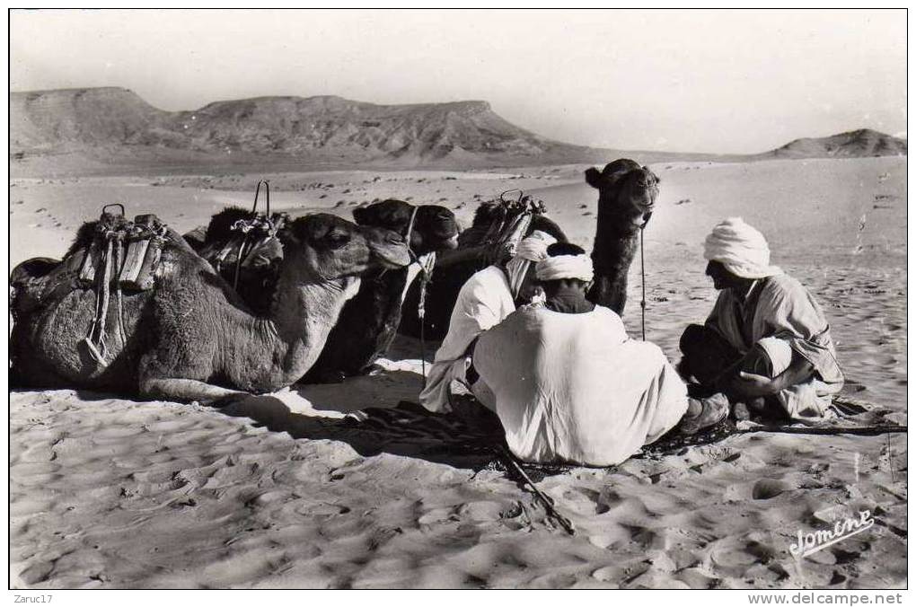 Carte Postale  1957 BOU SAADA Cité du Bonheur Chameliers au repos CHAMEAU  ALGERIE  EDIT JOMONE ALGER  SAHARA