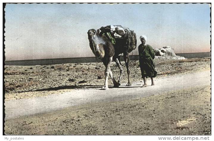 pw35887 Kamele Bou Saada Alger Kat. Tiere
