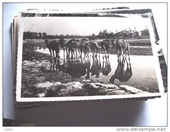 Afrika Africa Algerije Algérie Bou Saada Les Chameaux