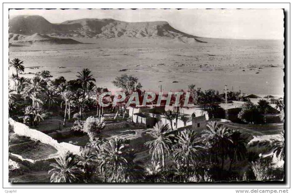 CPSM Algerie La Cite du Bonheur BOU-SAADA (Sud Algerien) Les Pal