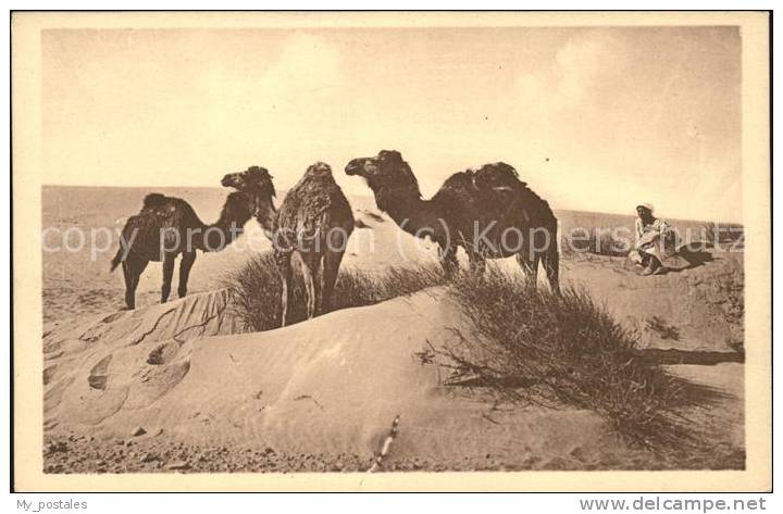 dd44807 Kamele Bou Saada Chameaux   Kat. Tiere