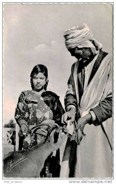 Afrique - Algérie - Bou Saada - gazelle 