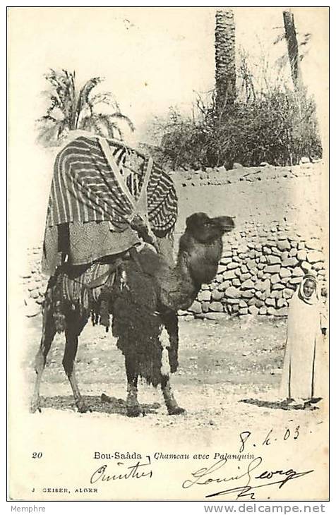 1903  Bou-Saâda - Chameau avec palanquin   Voyagée