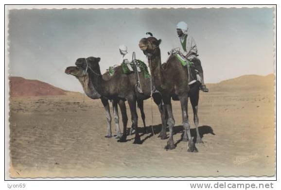 110  BOU SAADA   CHAMELIER