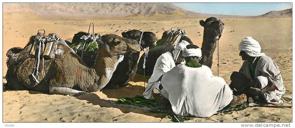 réf GF -13- 072  carte panoramique Bou Saada chameliers au repos