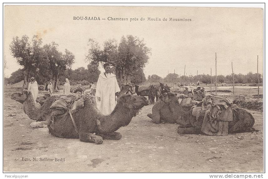 CPA BOU-SAADA - CHAMEAUX PRES DU MOULIN DE MOUAMINES